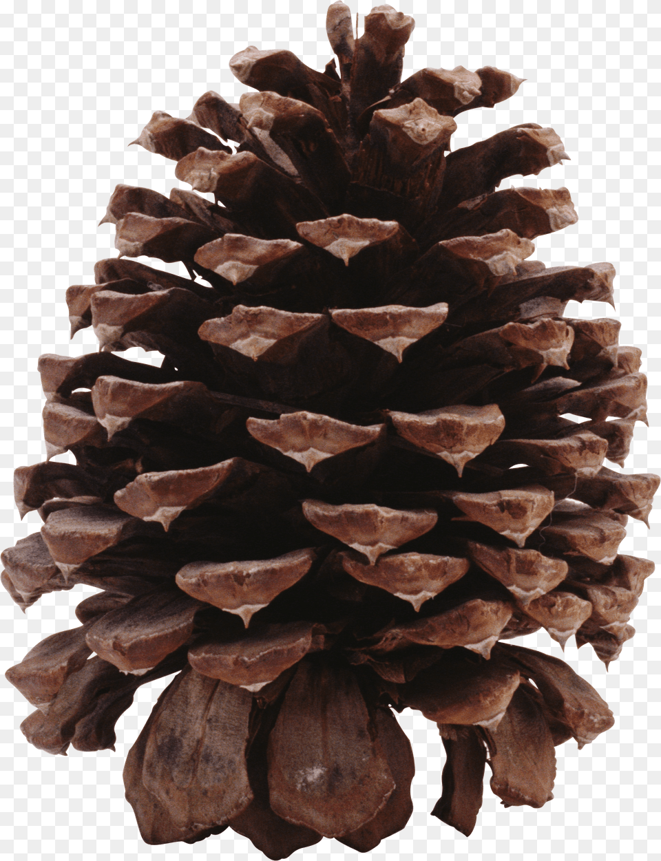 Dark Pine Cone Ponderosa Pine Cone Conifer, Plant, Tree, Larch Free Transparent Png