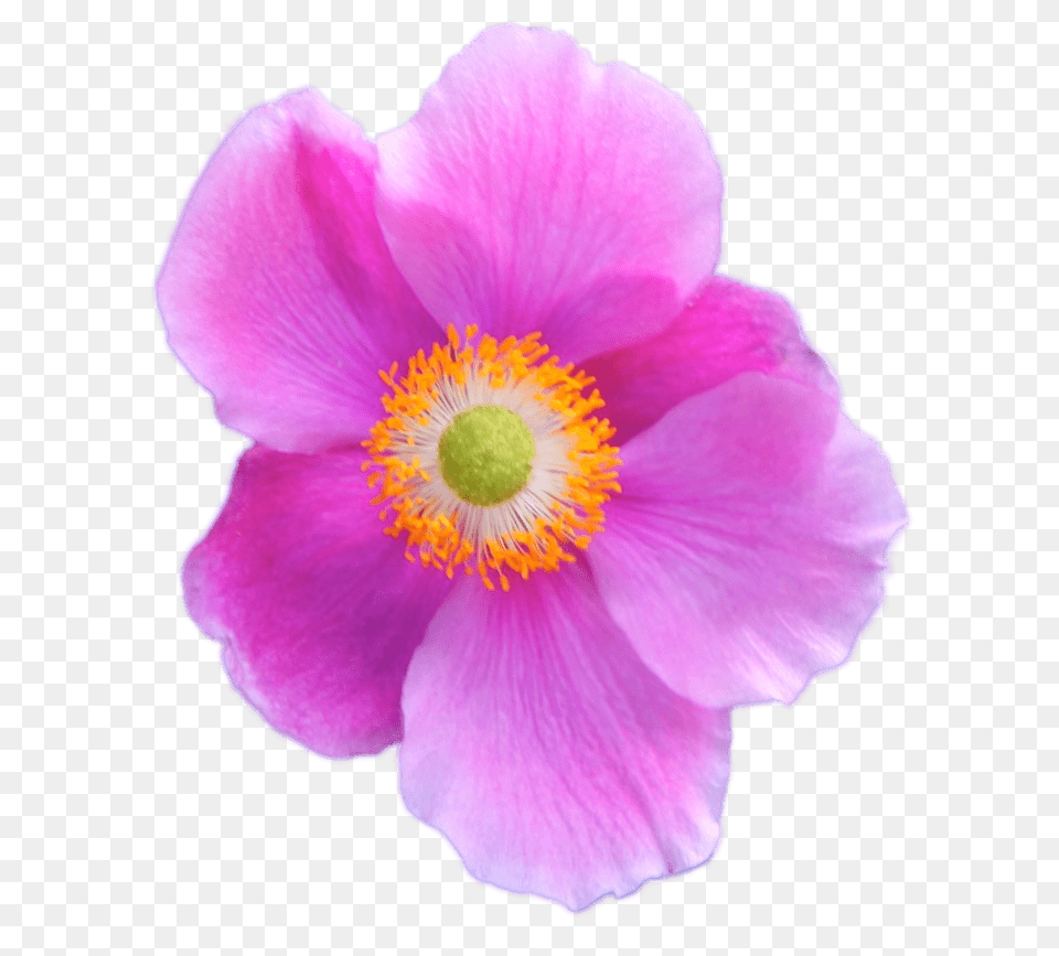 Dark Pink Anemone, Anther, Flower, Geranium, Petal Free Png Download