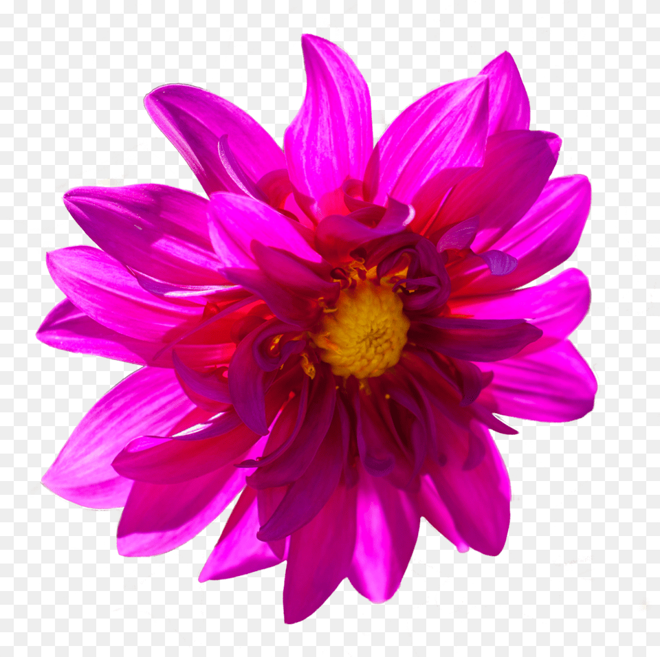 Dark Pink Flower By Alz Stock And Art D7zttbs Dark Pink Flower, Dahlia, Petal, Plant, Daisy Free Png Download