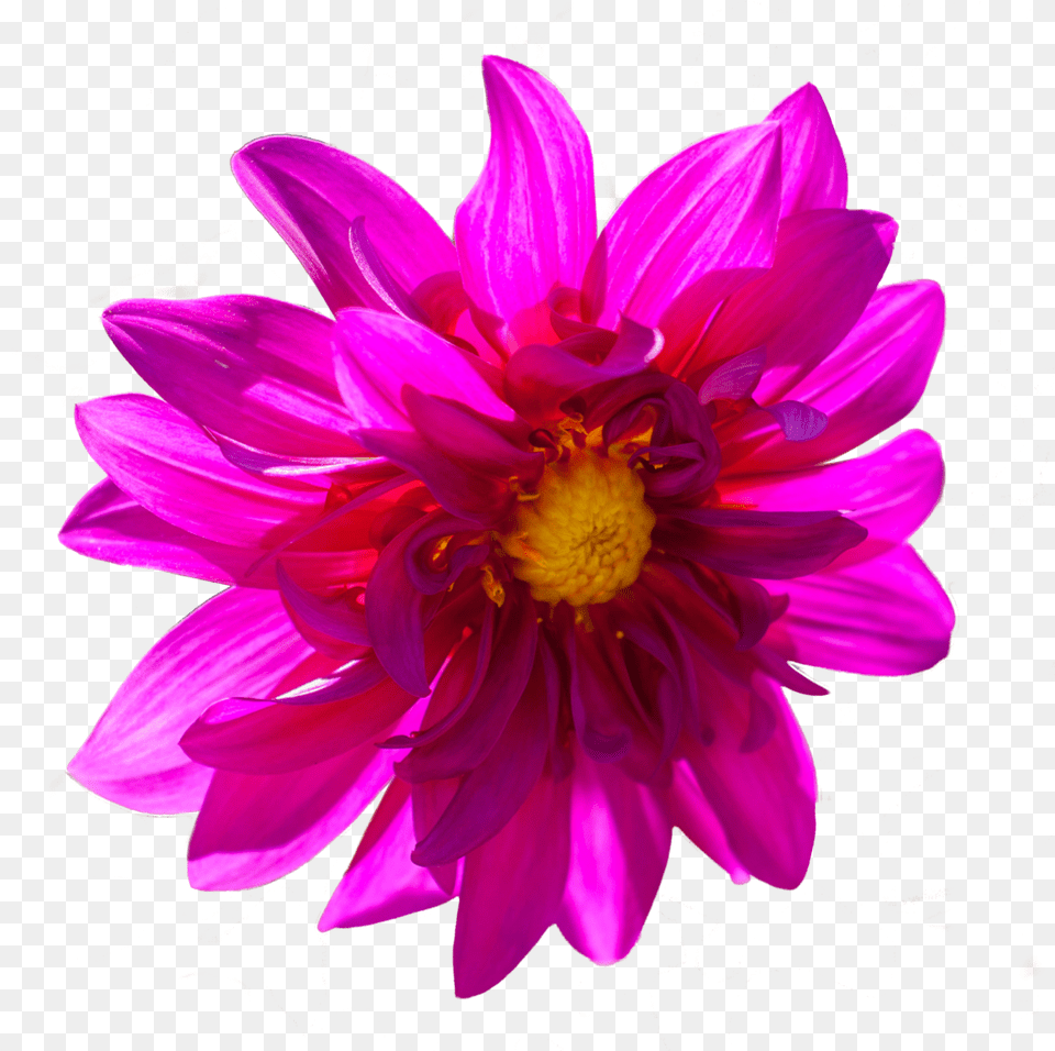 Dark Pink Flower Portable Network Graphics, Dahlia, Petal, Plant, Daisy Free Png Download