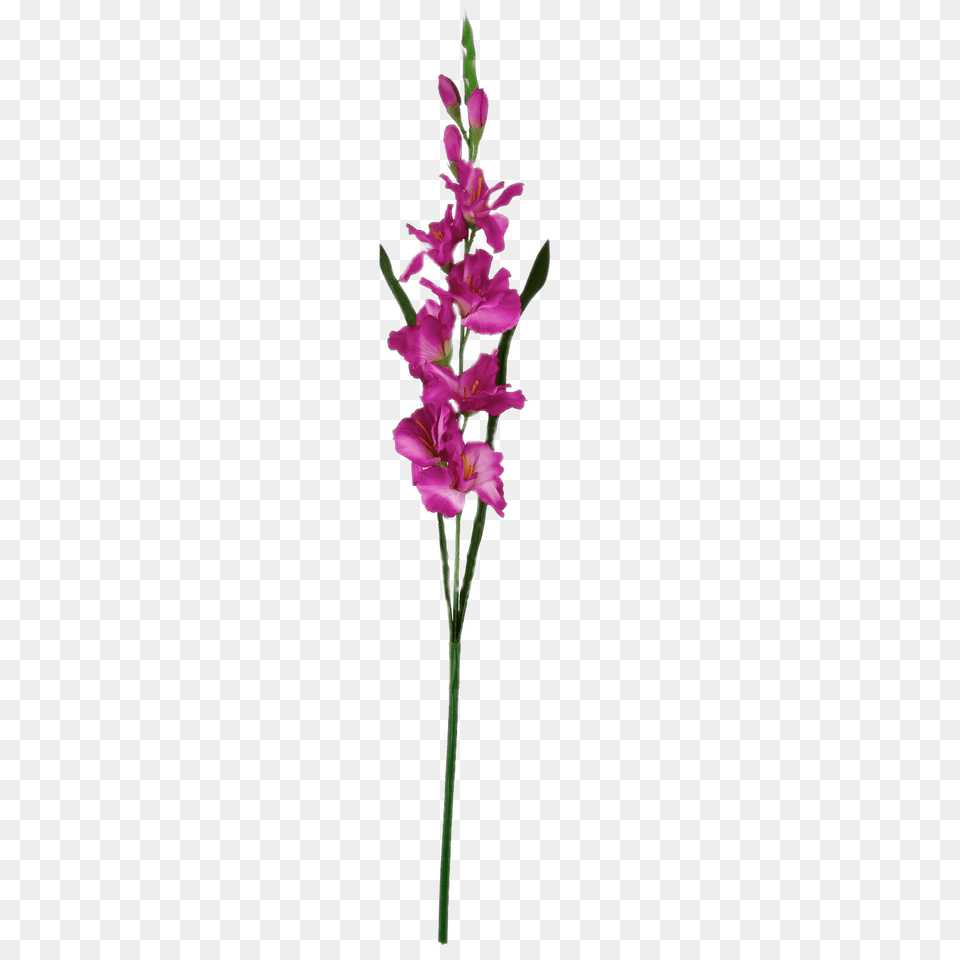 Dark Pink Gladiolus, Flower, Plant, Orchid Free Png Download