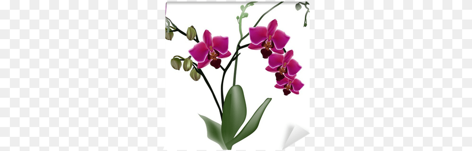 Dark Pink Orchid Branch With Four Flowers Wall Mural Orchidej Taka, Flower, Plant Free Png Download