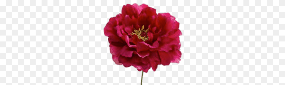 Dark Pink Peony, Carnation, Flower, Plant, Rose Free Png Download