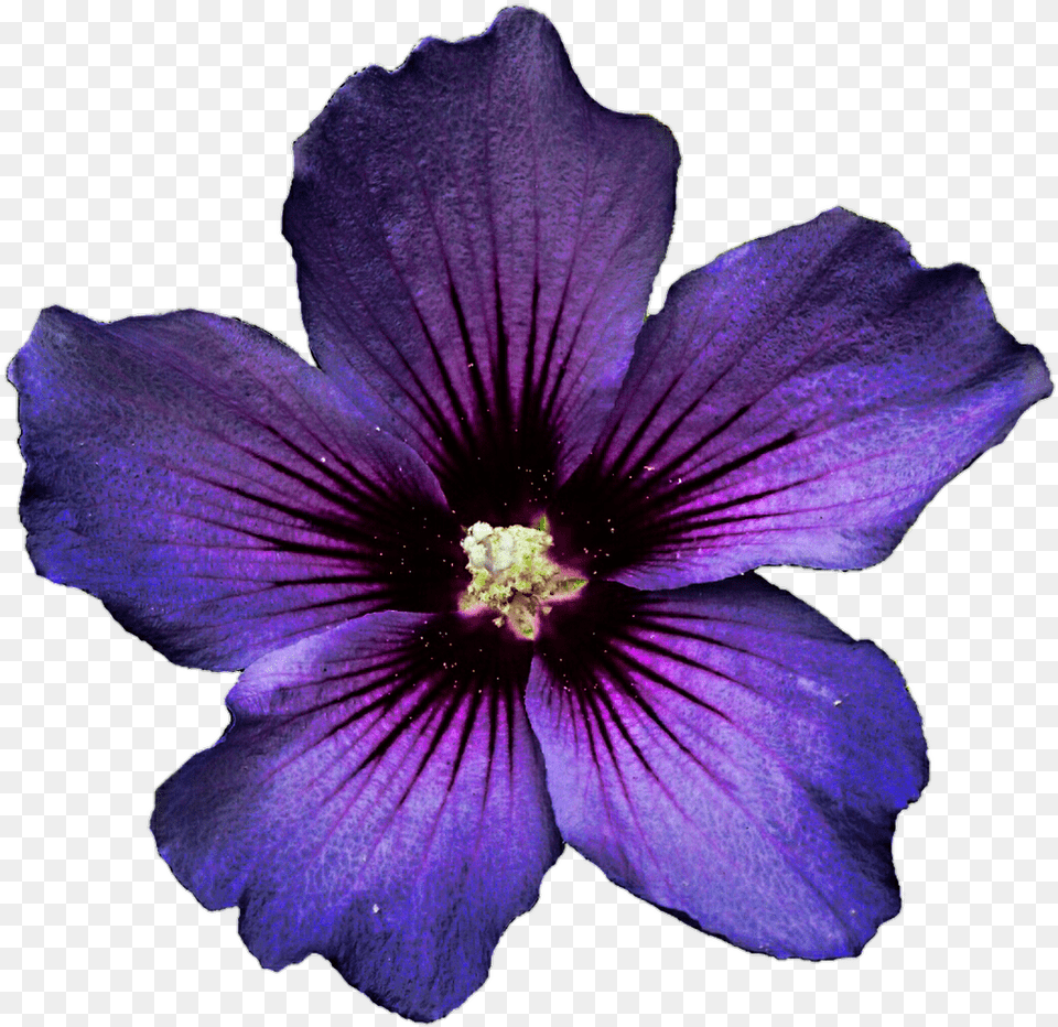 Dark Purple Flower No Background, Geranium, Plant, Petal, Anemone Png Image