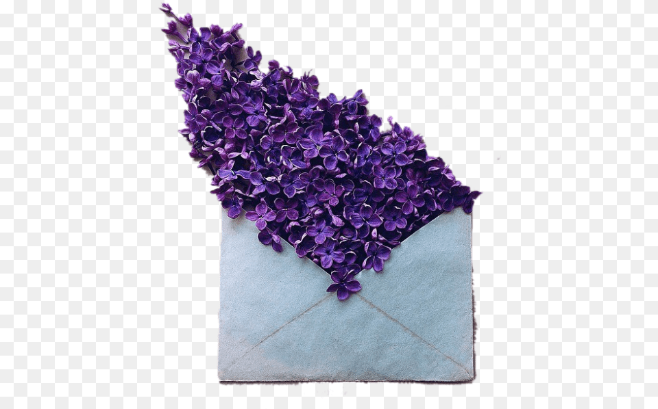 Dark Purple Flowers Aesthetic, Flower, Plant, Adult, Bride Free Png