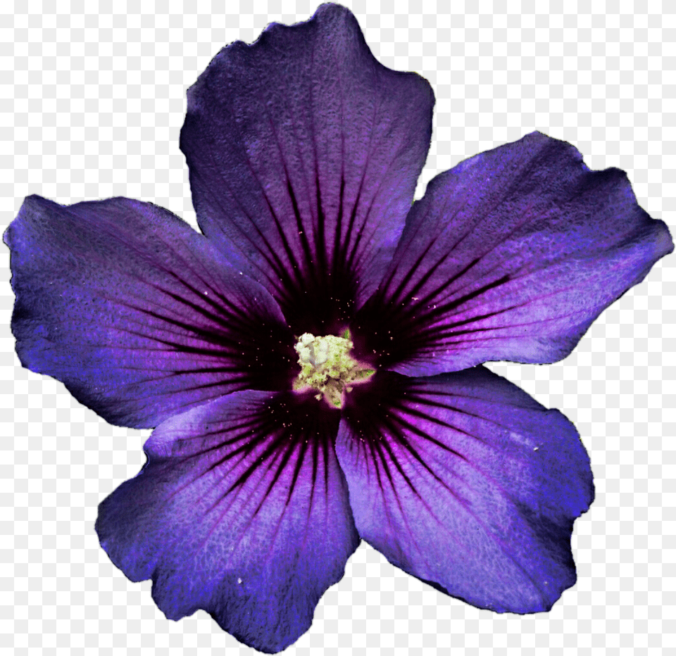 Dark Purple Hibiscus Flower Transparent Purple Flower, Geranium, Plant, Petal, Anemone Png Image