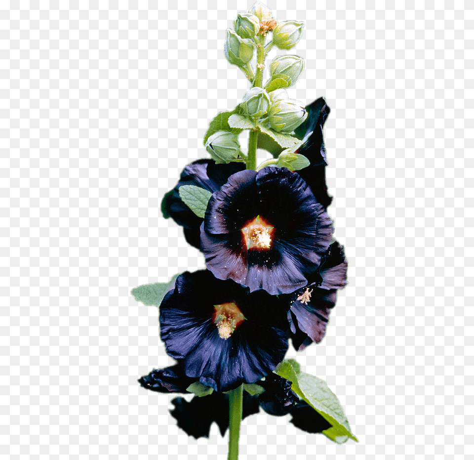 Dark Purple Hollyhock, Flower, Geranium, Petal, Plant Free Png Download