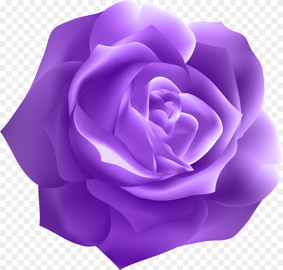 Dark Purple Roses Dark Purple Purple Rose, Sign, Symbol, Light, Traffic Light Png Image