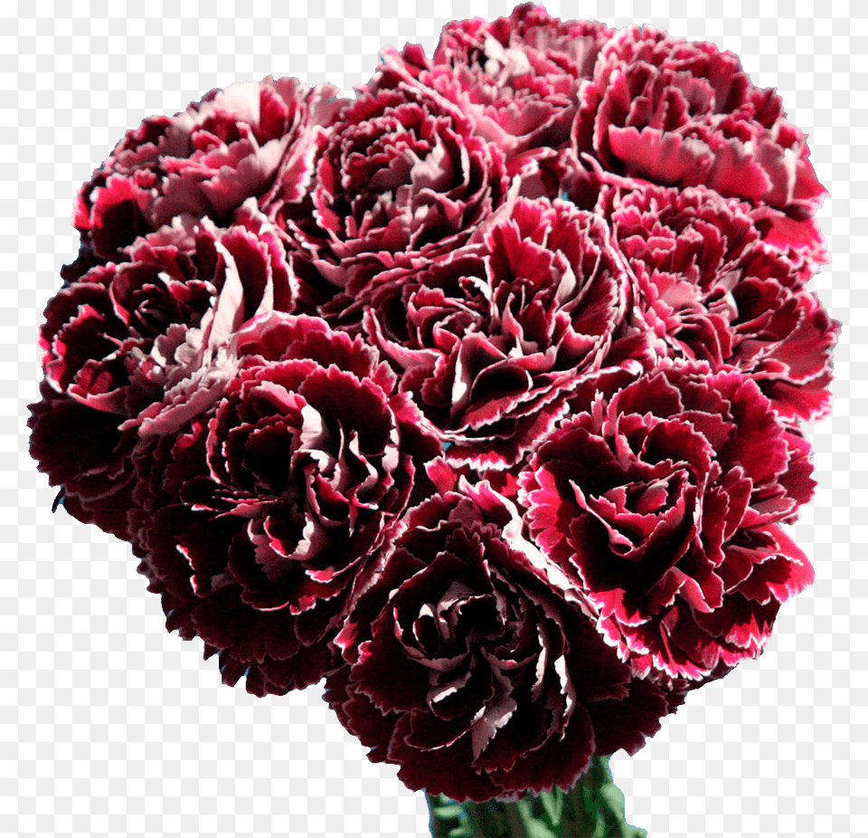 Dark Red And White Carnations Shipped Overnight Free Bouquet, Carnation, Flower, Plant, Rose Png Image