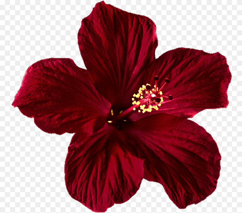 Dark Red Hibiscus By Jeanicebartzen Mexican Flowers, Flower, Plant, Pollen, Rose Free Png