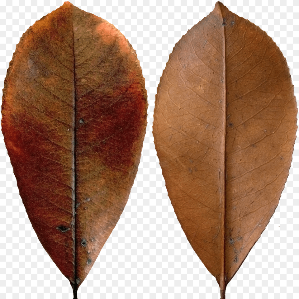 Dark Red Leaf Dark Leaf, Plant, Bread, Food Free Png Download