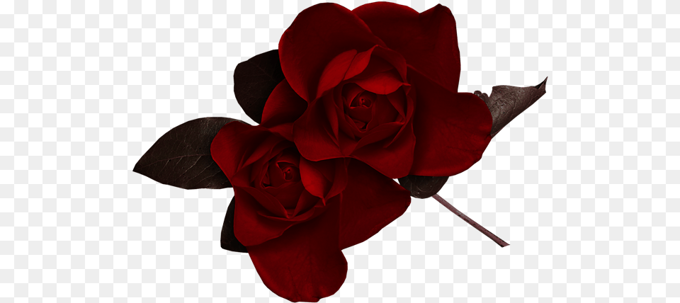 Dark Red Rose Clipart Dark Red Roses, Flower, Plant, Petal Png Image