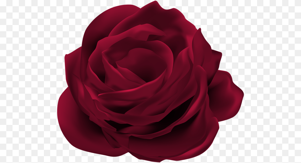 Dark Red Rose Flower Clip Art, Plant, Petal Png Image