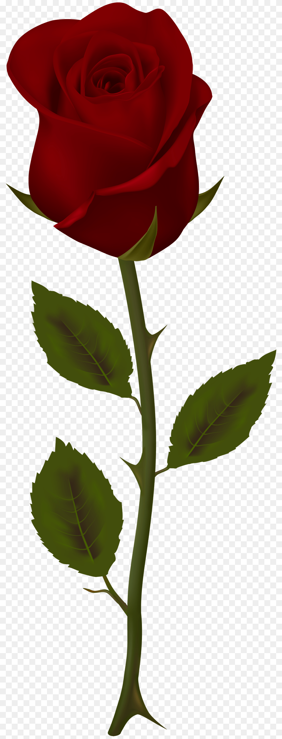 Dark Red Rose Transparent Clip, Flower, Plant, Adult, Female Free Png Download