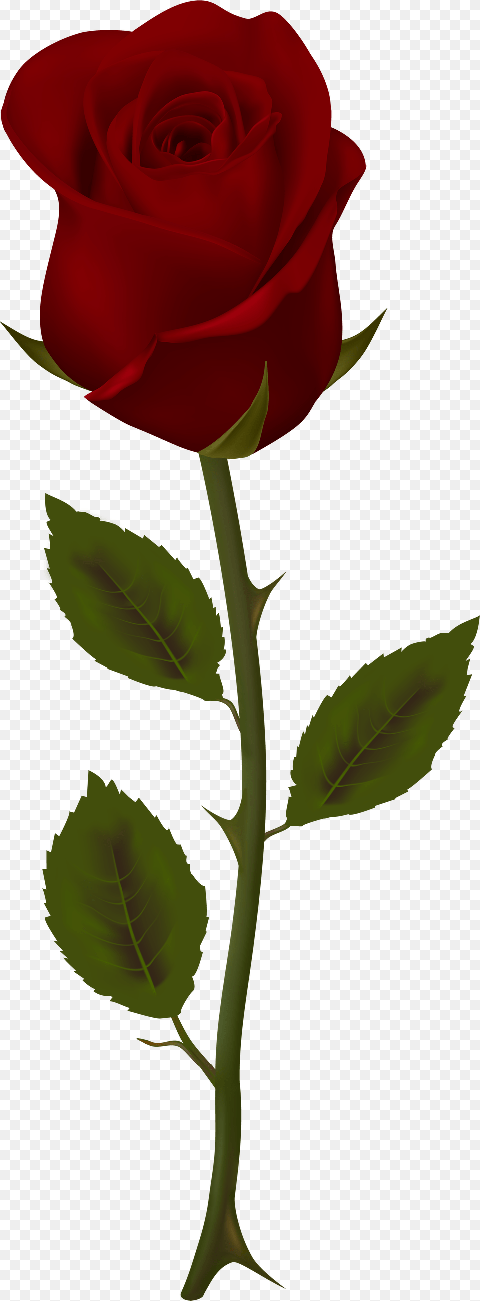 Dark Red Rose Transparent Clip Artu200b Gallery Dark Red Rose, Flower, Plant Free Png