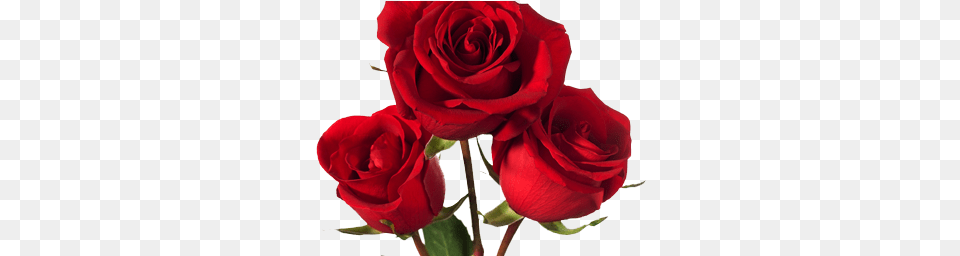 Dark Red Roses, Flower, Plant, Rose Png Image