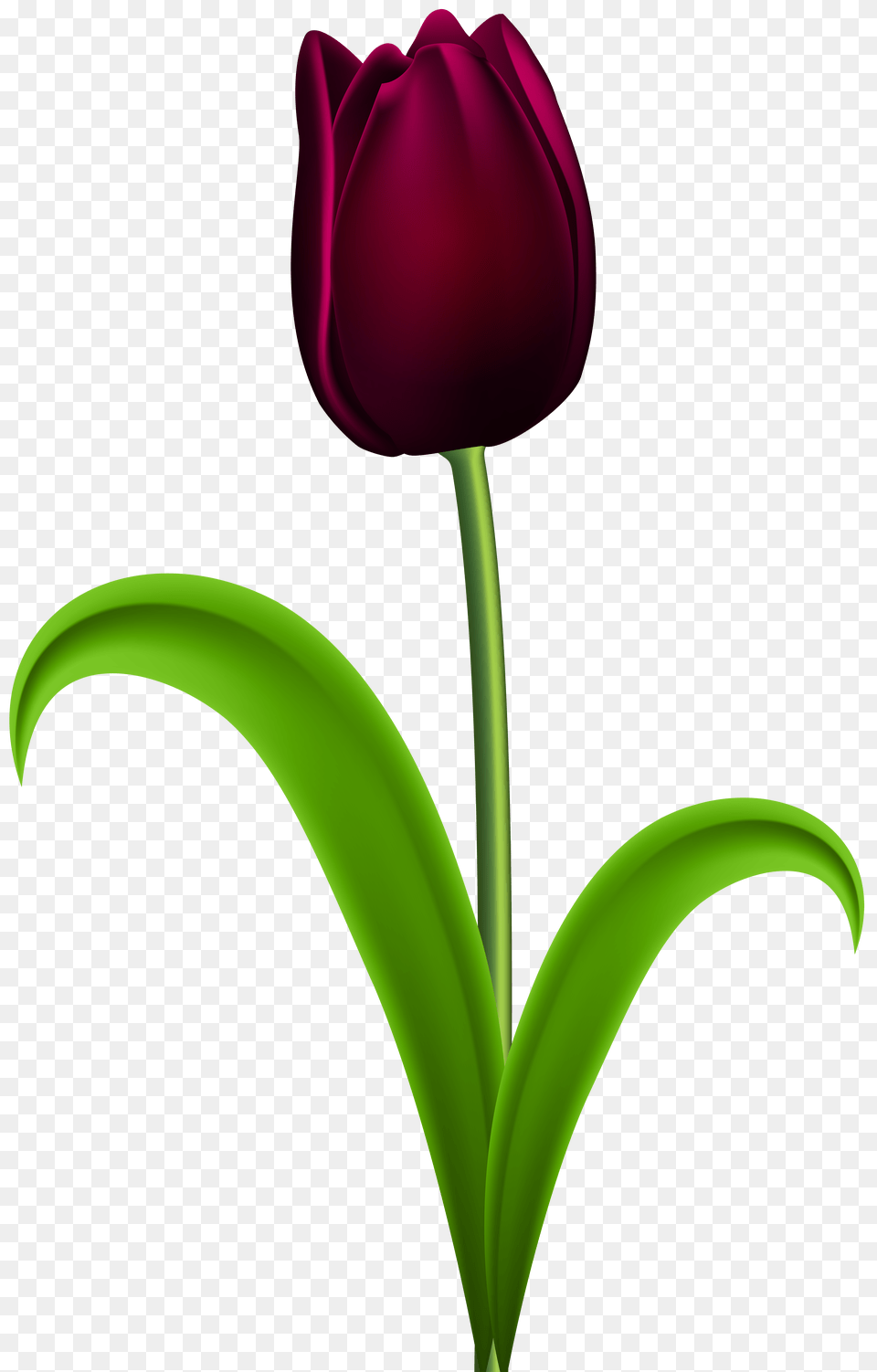 Dark Red Tulip Transparent Clip Art Gallery, Flower, Plant Png Image