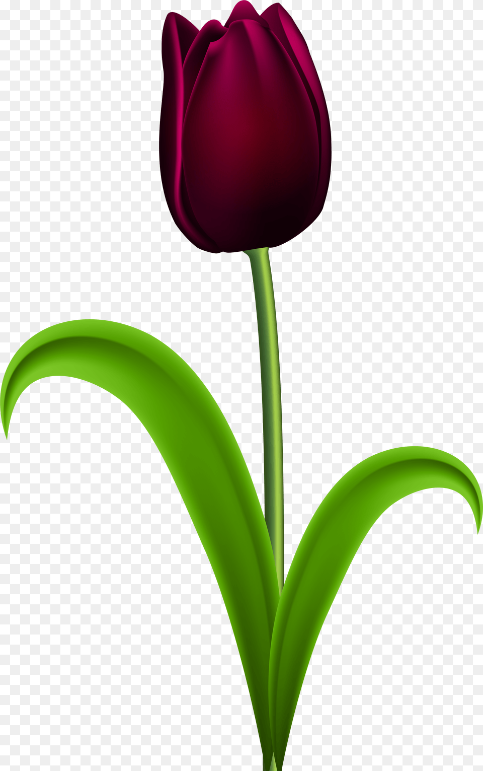 Dark Red Tulip Transparent Clip Art Imageu200b Purple Tulips Flowers Clipart, Flower, Plant Png Image