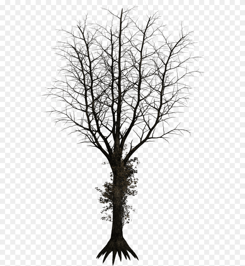 Dark Tree Black Long Tree, Ice, Nature, Outdoors, Plant Free Transparent Png