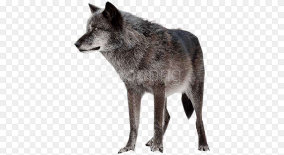 Dark Wolf Images Background Dark Gray Wolf, Animal, Mammal, Canine, Dog Png Image