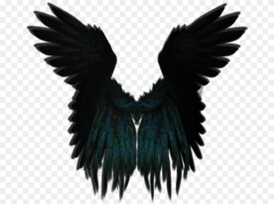 Darkangel Angelwings Angels Angel Wings Feathers Black Angel Wing, Animal, Bird, Accessories Free Transparent Png