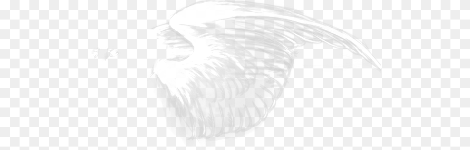 Darkness, Animal, Beak, Bird Free Transparent Png