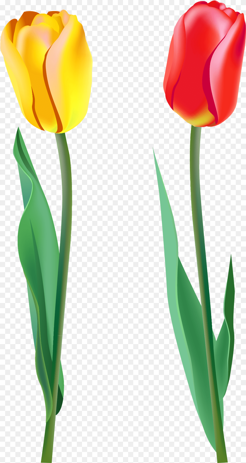 Darling Cero Ismael, Flower, Plant, Tulip Png