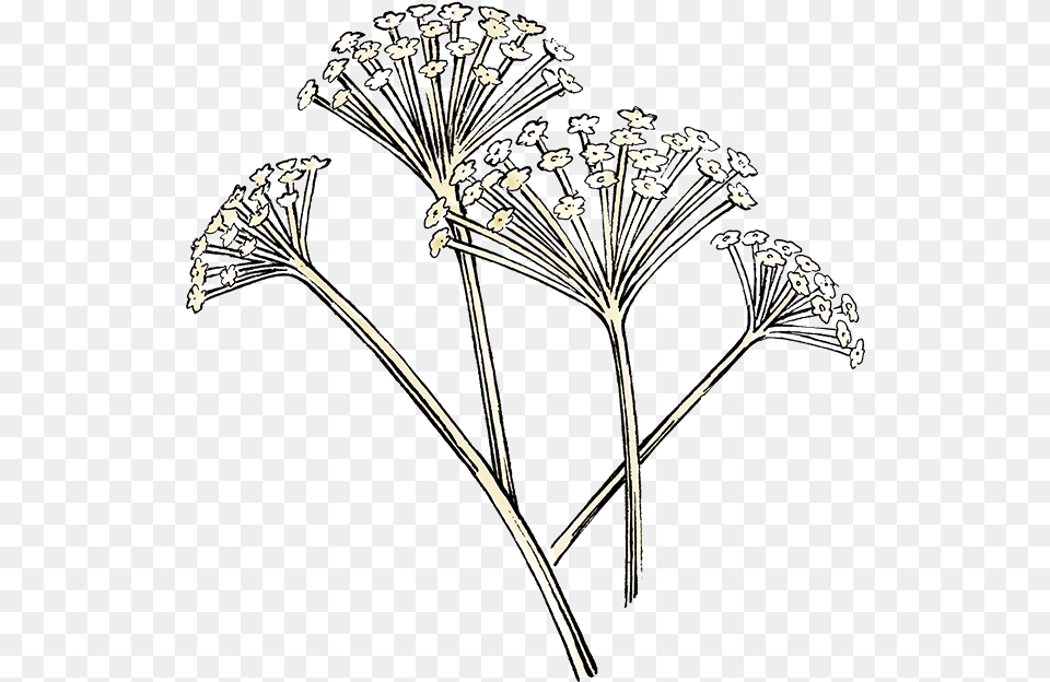 Darnleys Gin Botanicals Angelica Line Art, Food, Seasoning, Plant, Flower Free Png