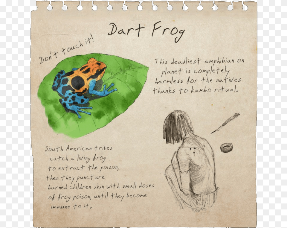 Dart Frog Notebook, Adult, Person, Woman, Female Free Png