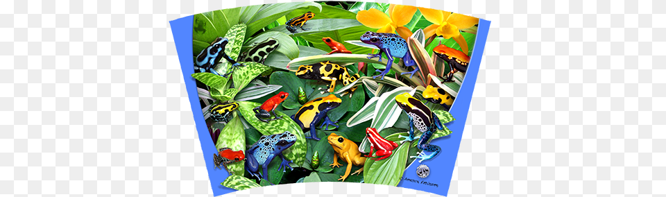 Dart Frogs 16oz Tumbler Tumbler Ravensburger Friendly Frogs 300 Piece Puzzle, Amphibian, Wildlife, Frog, Animal Free Png Download
