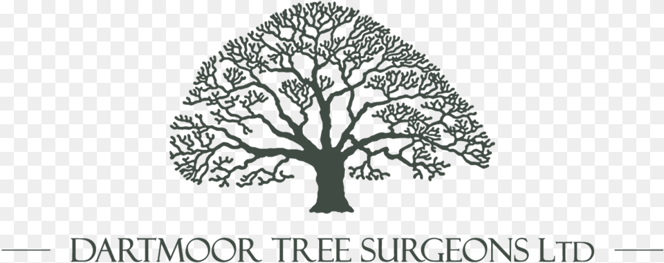 Dartmoor Tree Surgeons Ltd Colegio San Angel De Puebla, Oak, Plant, Sycamore, Animal Png Image