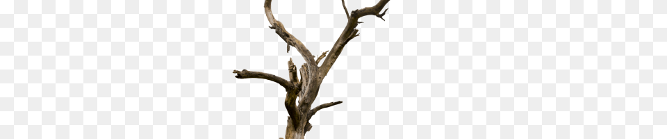Daryl Dixon Image, Plant, Tree, Wood, Driftwood Free Transparent Png