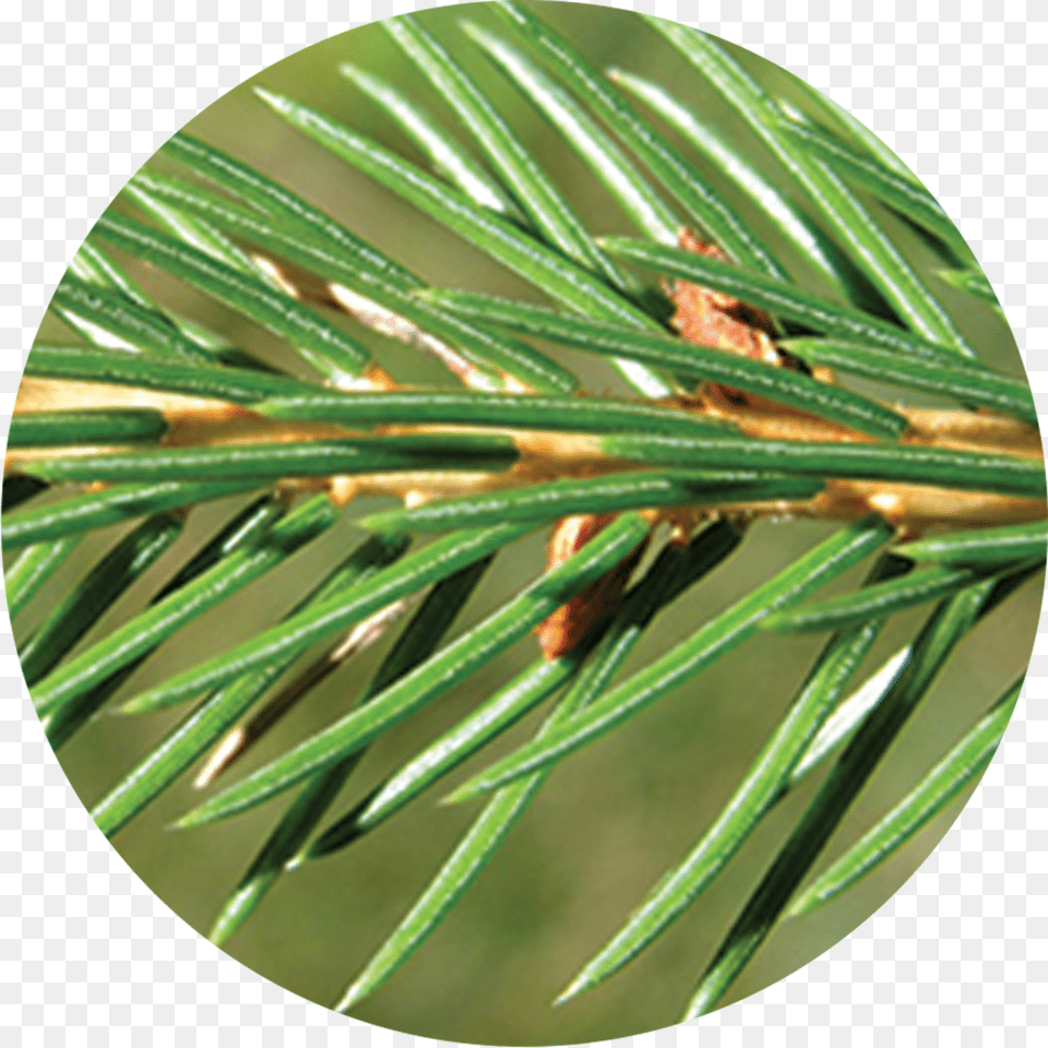 Das Thetree, Conifer, Fir, Plant, Tree Png Image
