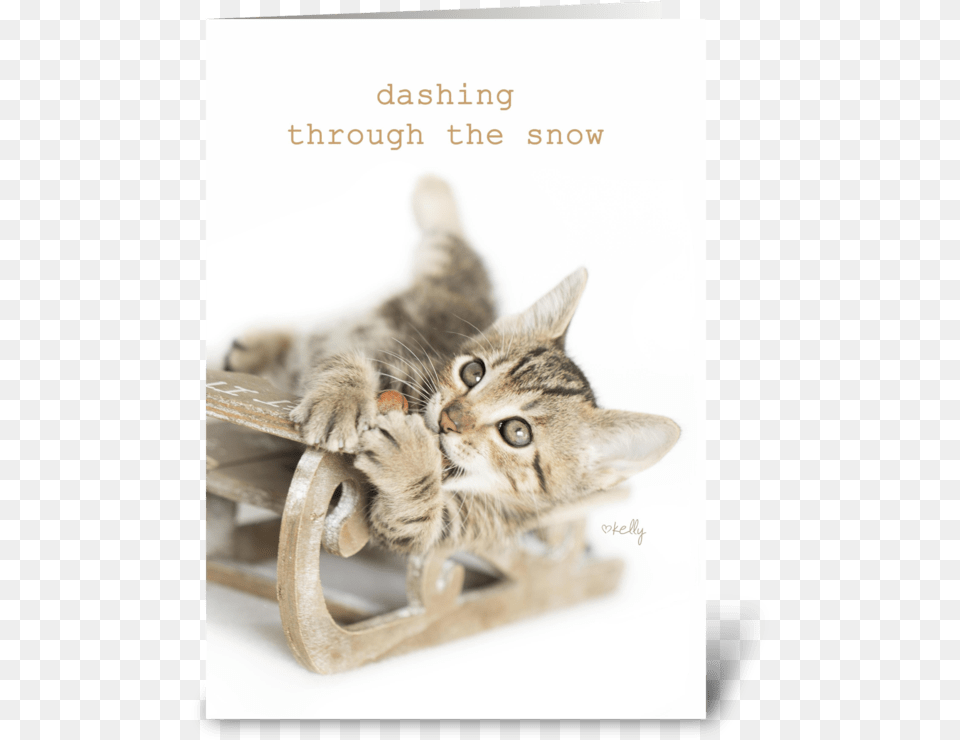 Dashing Through The Snow Christmas Kitty Greeting Card Holiday, Animal, Cat, Kitten, Mammal Free Transparent Png