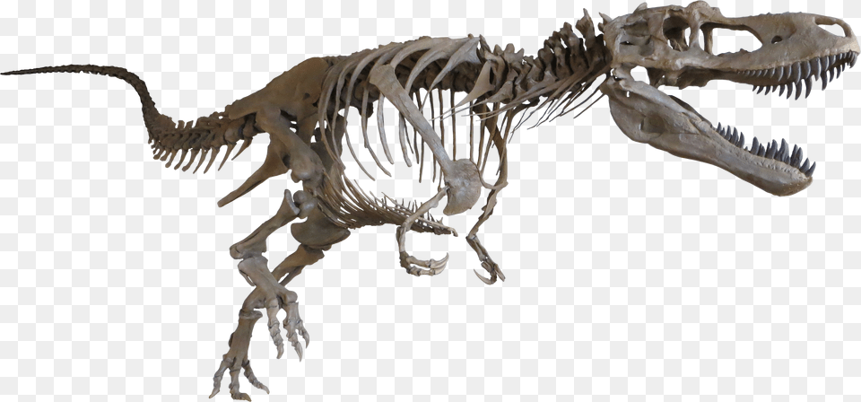 Daspletosaurus Cast Mount Dinosaur Bones No Background, Animal, Reptile, T-rex Png Image