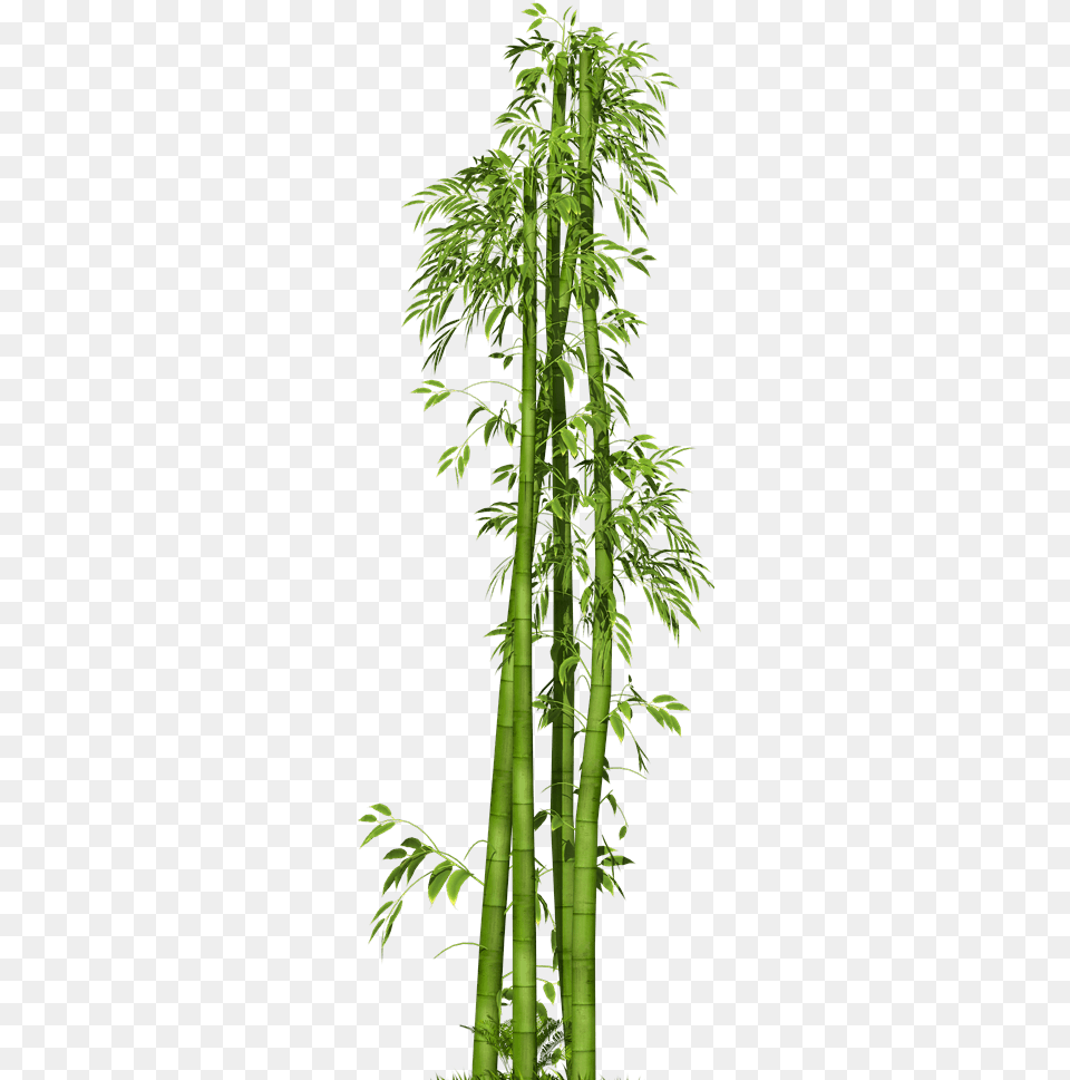 Data Compression, Plant, Bamboo Png