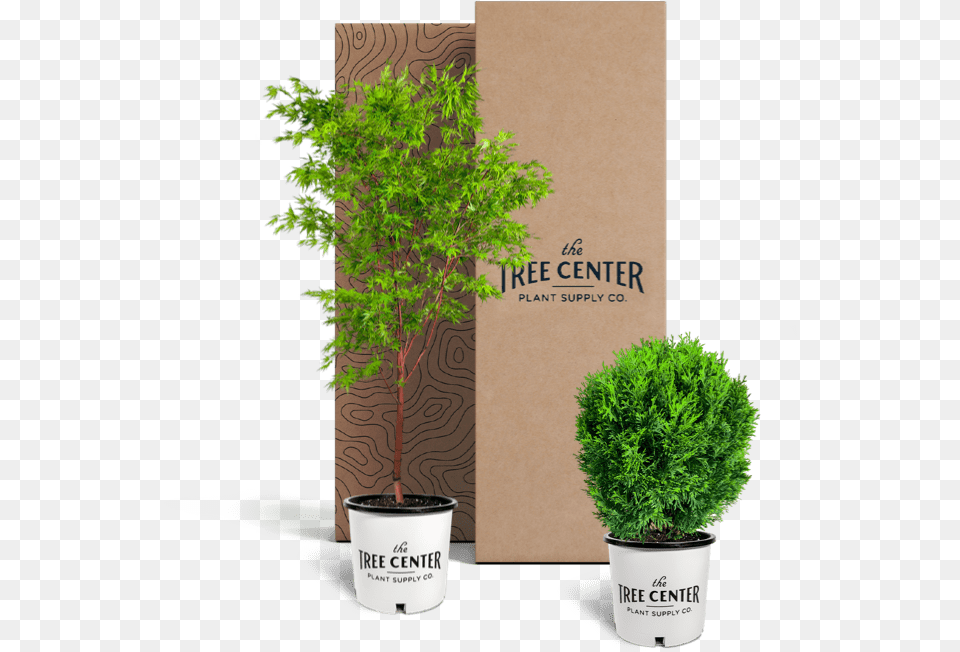 Data Lazy Srcsethttps Houseplant, Conifer, Tree, Plant, Potted Plant Free Png Download