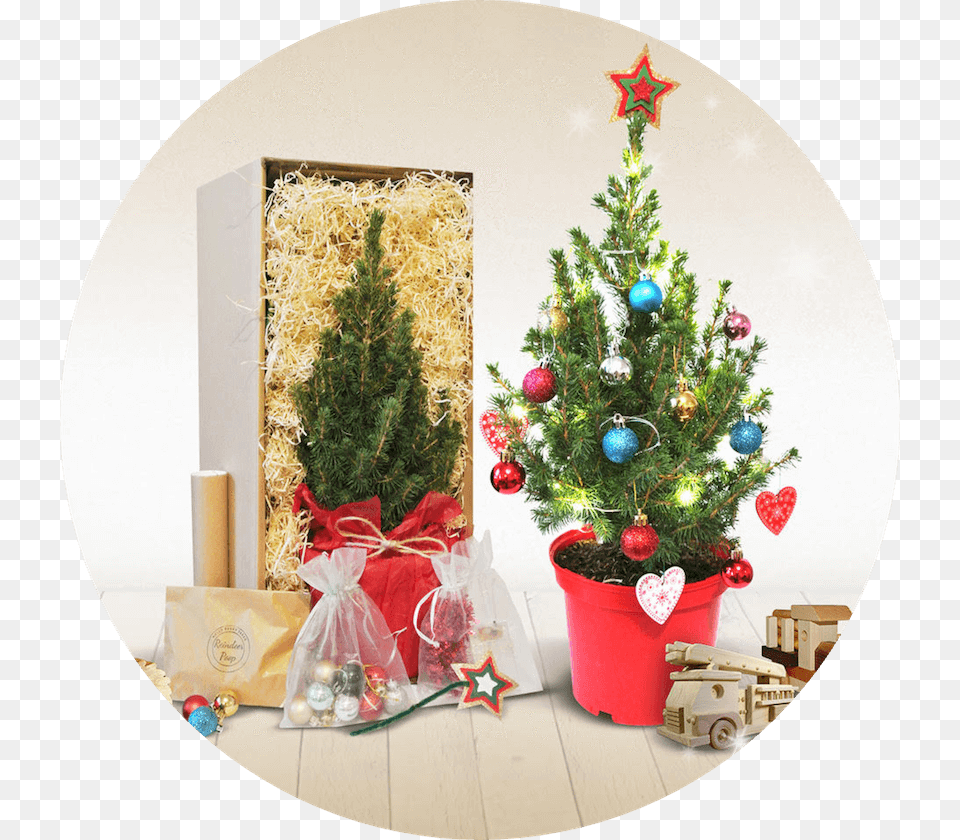 Data Src Cdn Mini Real Christmas Tree Post, Plant, Christmas Decorations, Festival, Christmas Tree Free Transparent Png
