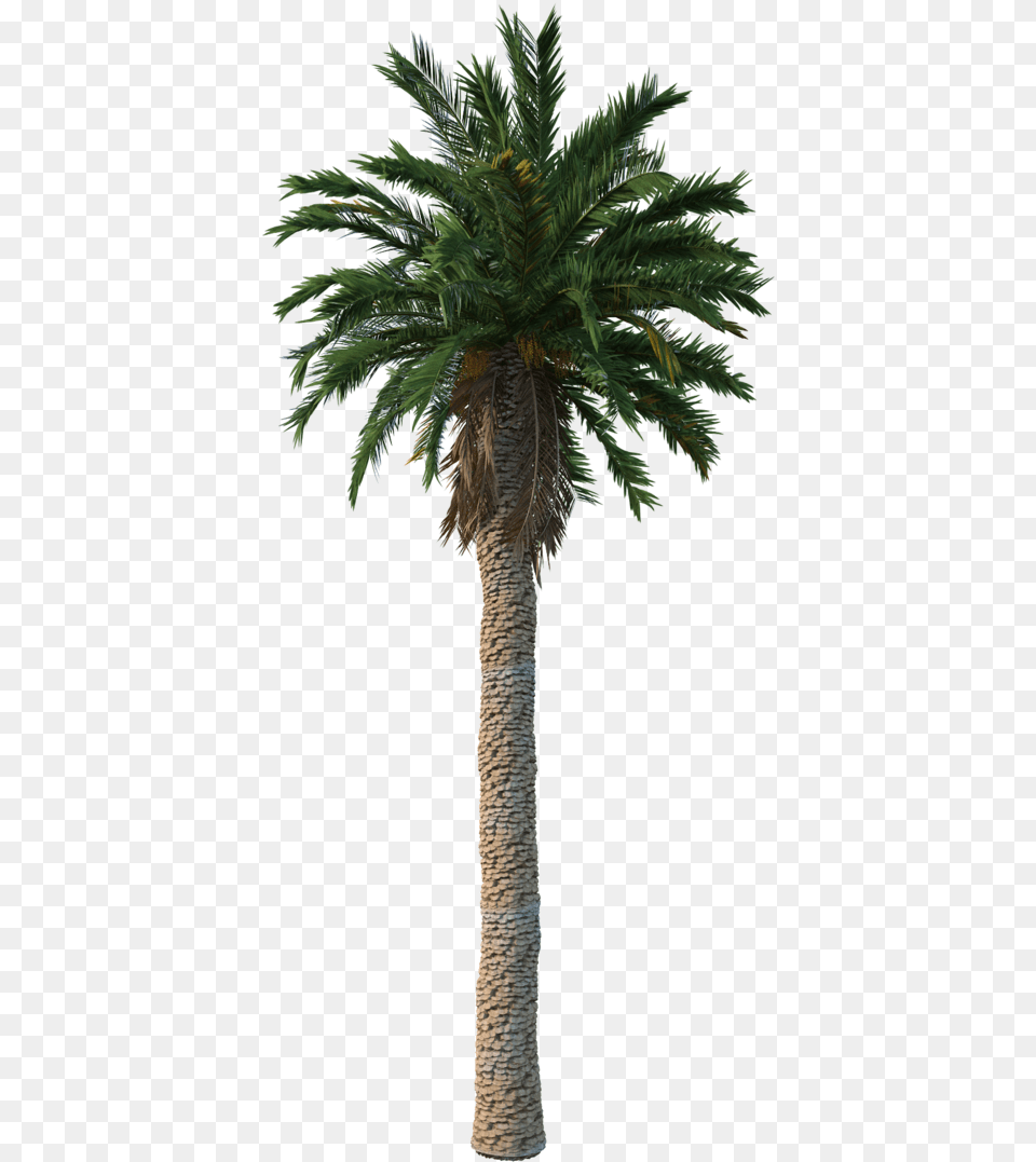 Date Palm, Palm Tree, Plant, Tree Png