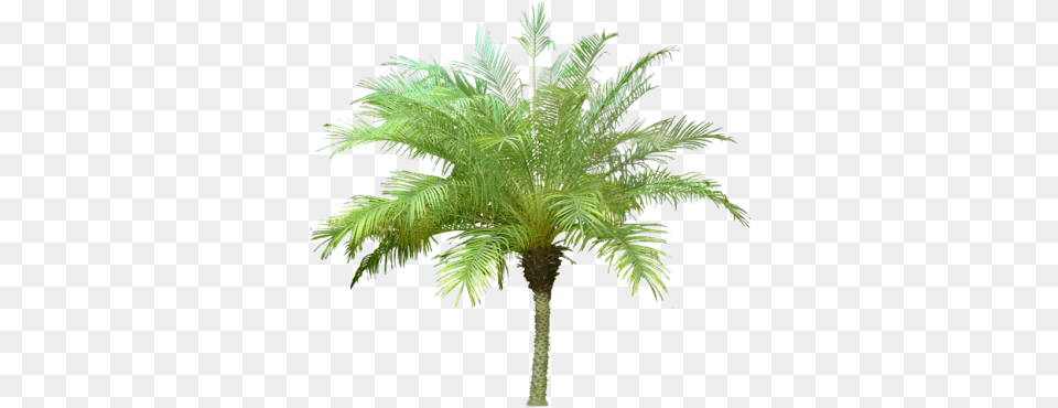 Date Palm Background Transparentpng Palm Tree Meaning In Hindi, Leaf, Palm Tree, Plant, Fern Free Png
