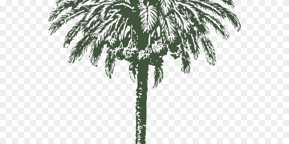 Date Palm Clipart Big Date Palm Tree Drawing, Palm Tree, Plant, Vegetation Png Image