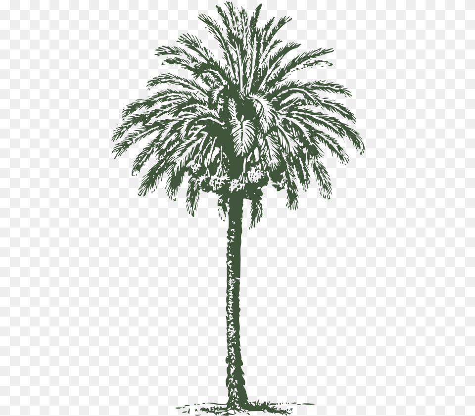 Date Palm Clipart I2clipart Royalty Public Domain Arabian Palm Tree Vector, Palm Tree, Plant, Person, Vegetation Png