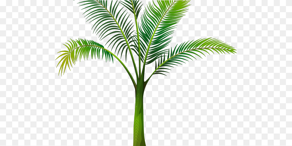 Date Palm Clipart Tropical Tree, Leaf, Palm Tree, Plant, Vegetation Free Transparent Png