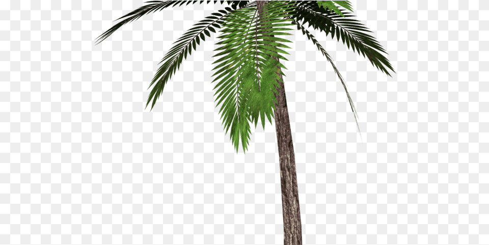 Date Palm Clipart Tropical Tree Palm Tree Transparent Background, Palm Tree, Leaf, Plant, Fern Free Png Download