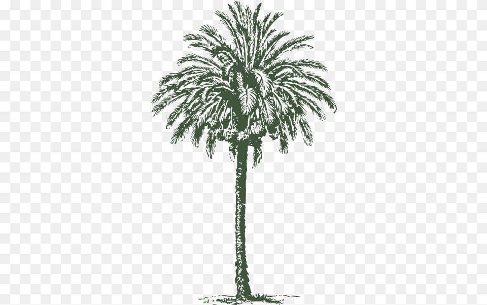 Date Palm Drawing Date Tree, Palm Tree, Plant, Vegetation, Person Png Image