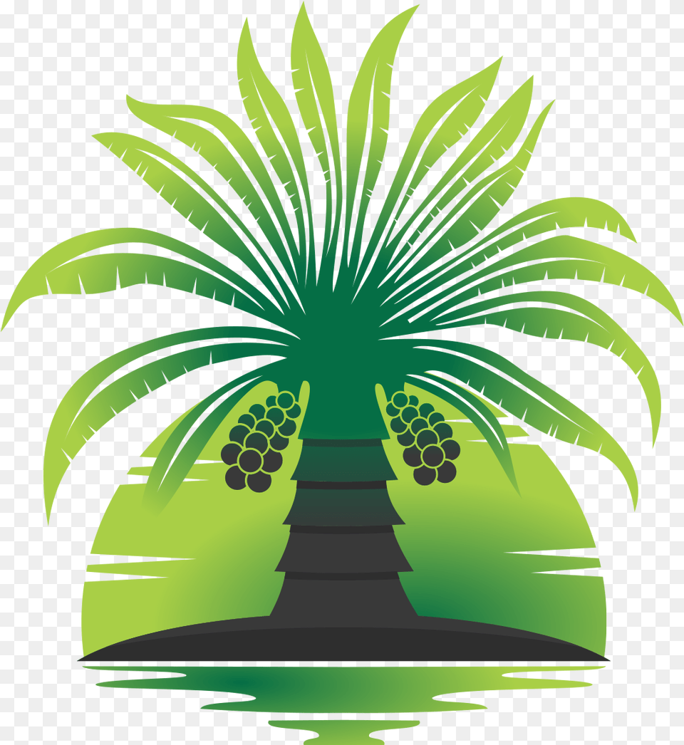 Date Palm Media Illustration, Palm Tree, Plant, Tree, Green Png Image