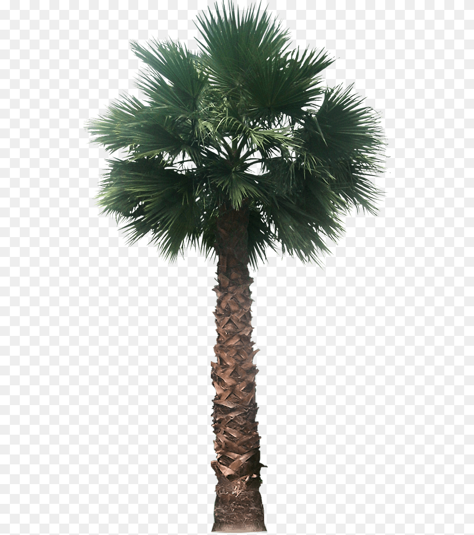 Date Palm Transparent Clipart Palm Trees Transparent B, Palm Tree, Plant, Tree Png