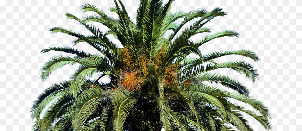 Date Palm Tree, Palm Tree, Plant, Vegetation, Summer Free Png Download