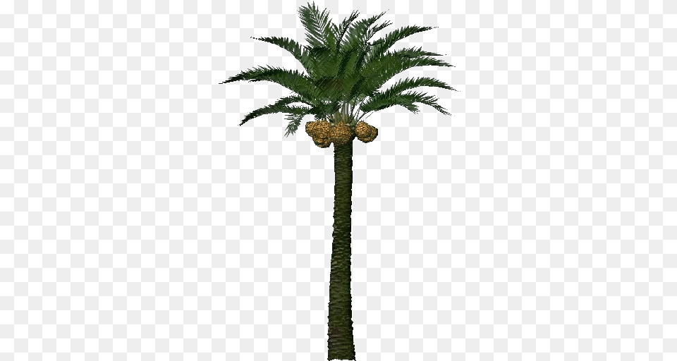 Date Palm Tree, Palm Tree, Plant, Cross, Symbol Png