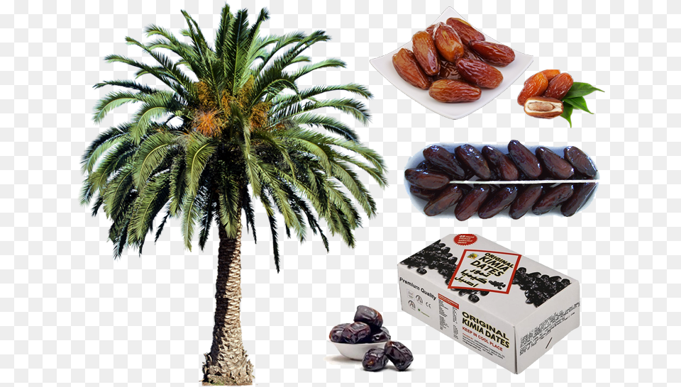 Date Palm Tree, Food, Fruit, Plant, Produce Png Image